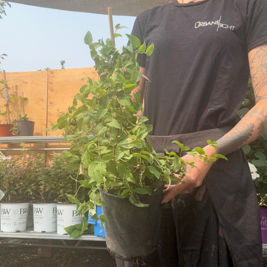 a person holding a potted Ernest Markham clematis plant in an outdoor plant setting