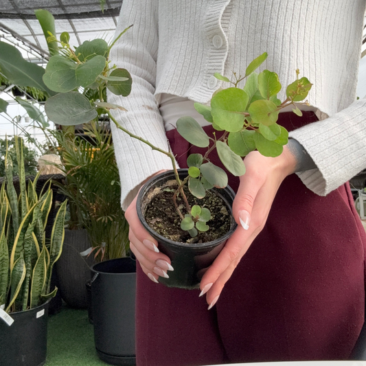 a person holding a potted eucalyptus heart leaf plant in a greenhouse setting