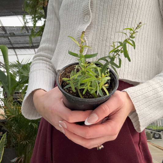 person holding a potted eucalyptus nicholii plant in a greenhouse setting