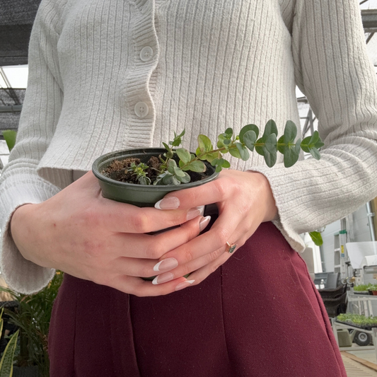 a person holding a eucalyptus parvula plant in a greenhouse setting