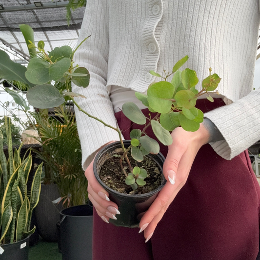 person holding a potted Eucalyptus polyanthemos plant in a greenhouse setting