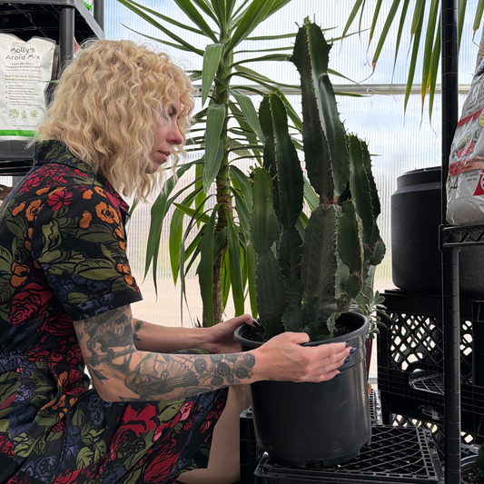 a person in a colourful floral jumpsuit crouched down holding a potted euphorbia evansii plant in a greenhouse setting
