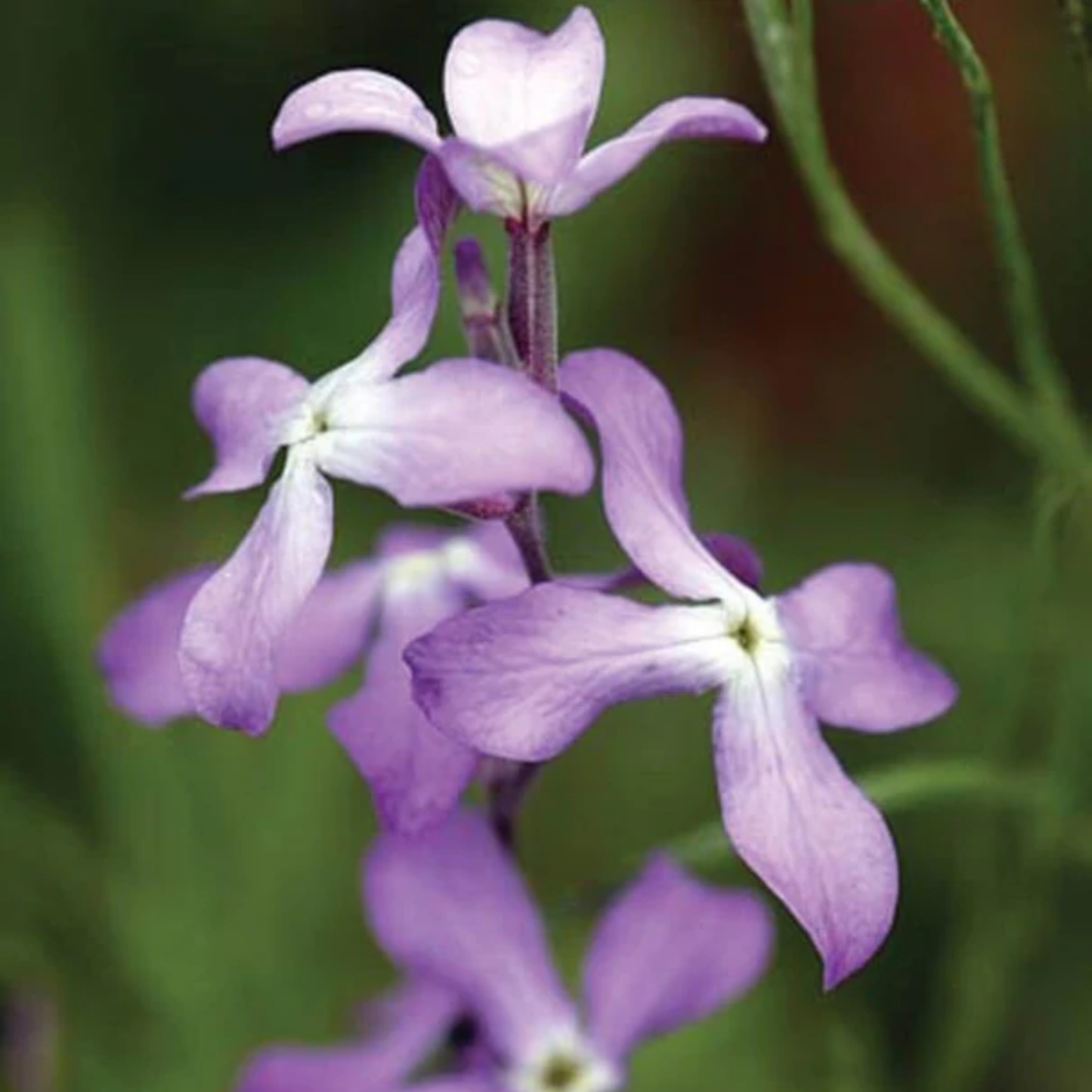 Close-up of purple evening scented stock flowers with a blurred green background