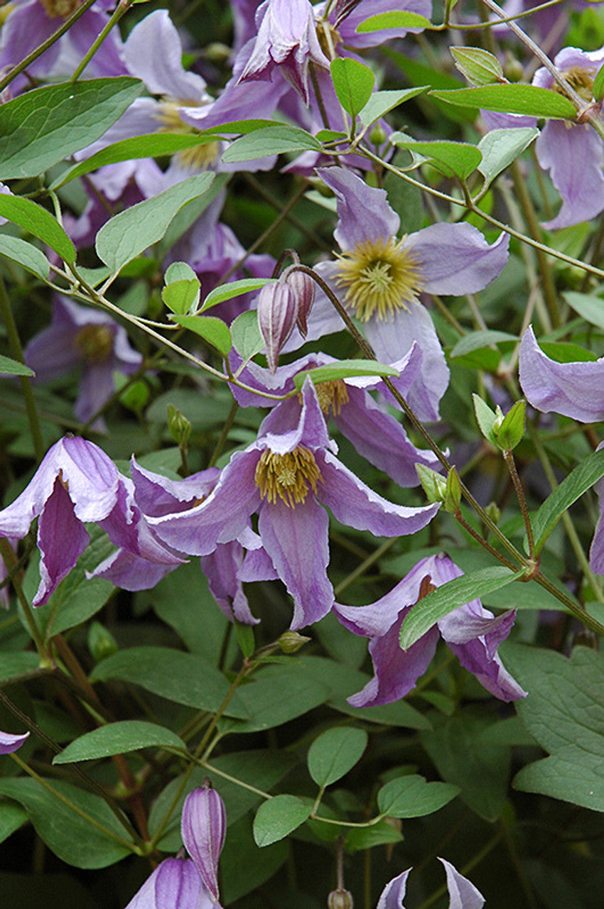 Blue Boy Clematis
