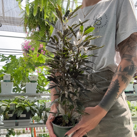 a person holding a potted false aralia plant in a greenhouse setting