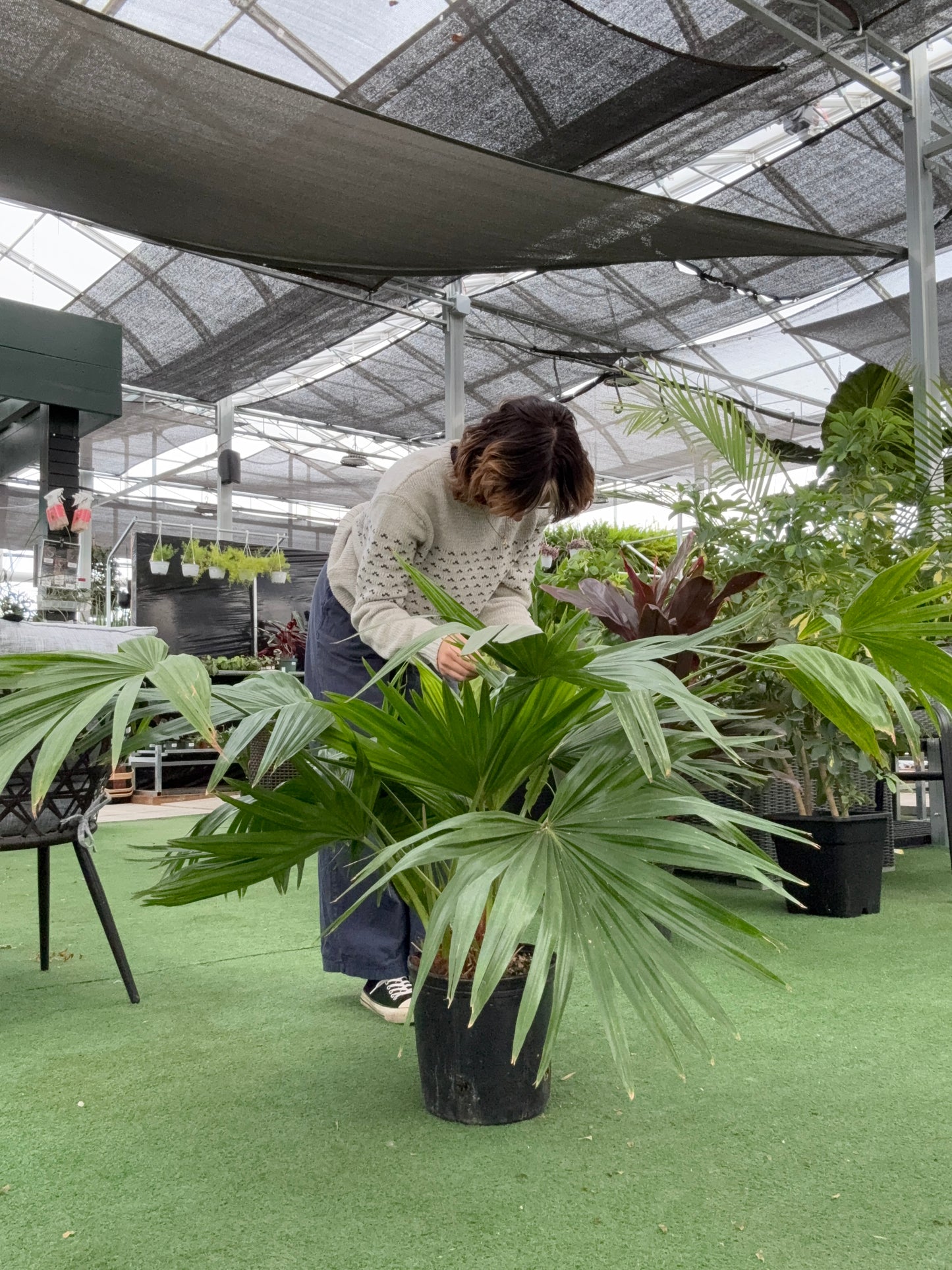 Person standing next to a large potted palm fan plant in a greenhouse setting