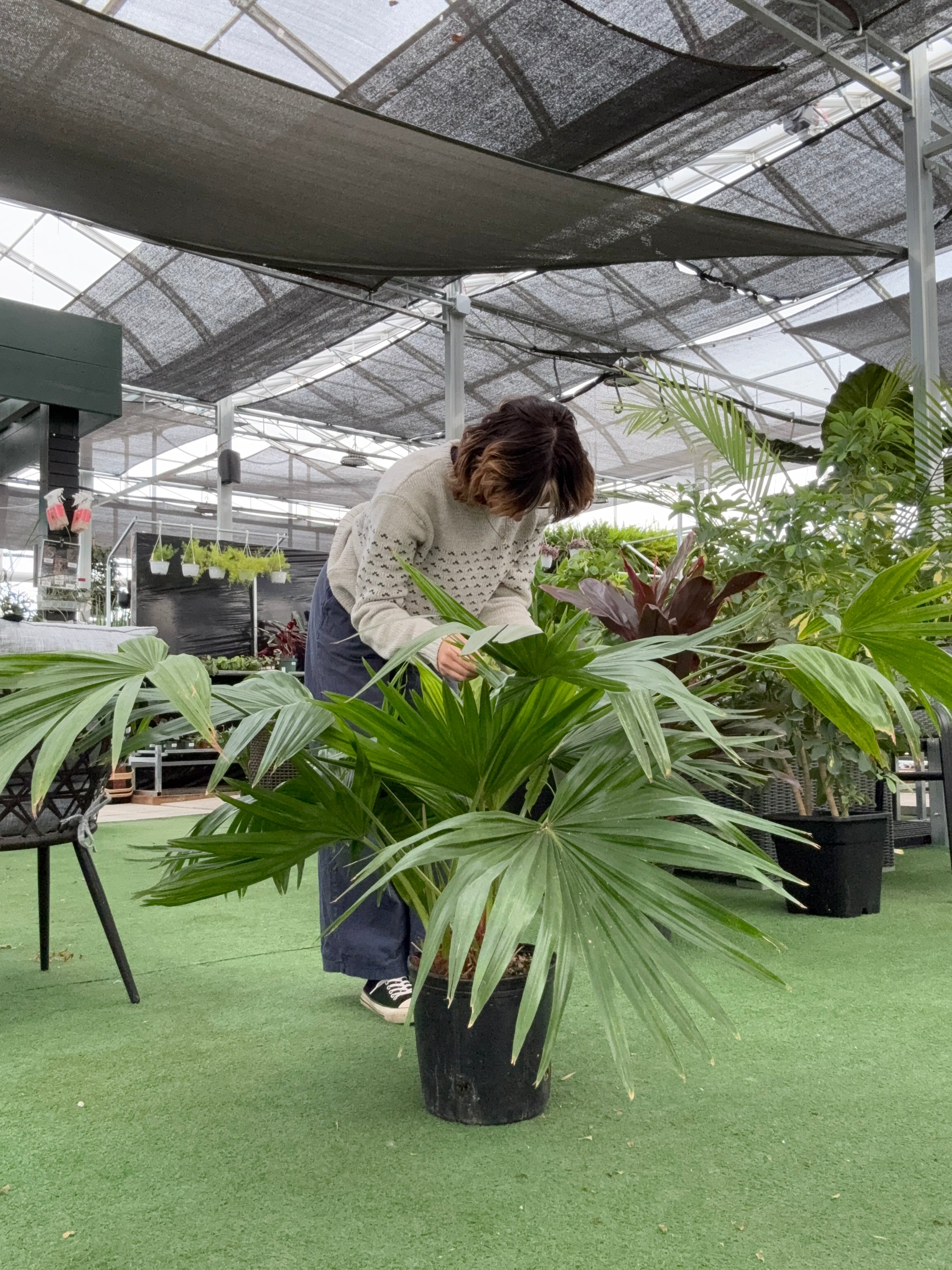 Person standing next to a large potted palm fan plant in a greenhouse setting
