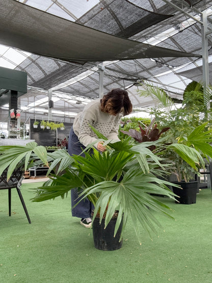 Person standing next to a large potted palm fan plant in a greenhouse setting