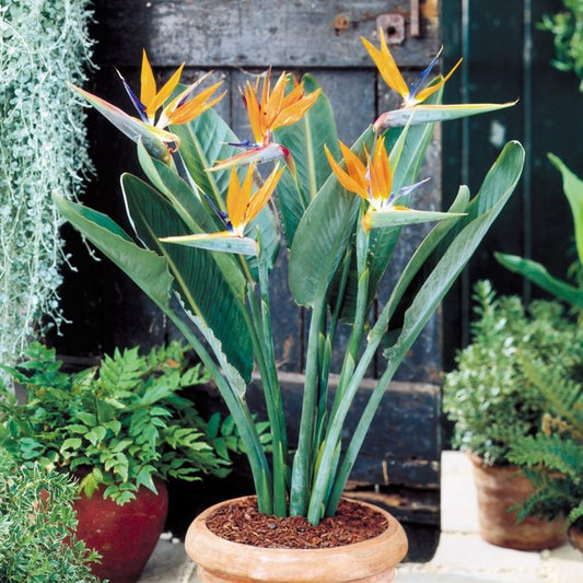 Bird of Paradise Yellow (Strelitzia Reginae)
