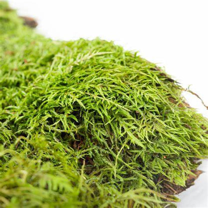 Close-up of green moss on a white background