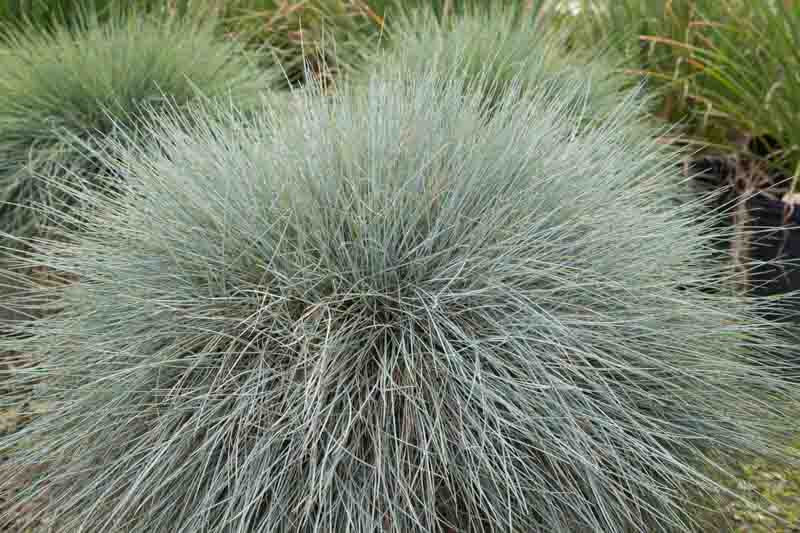 Beyond Blue Fescue