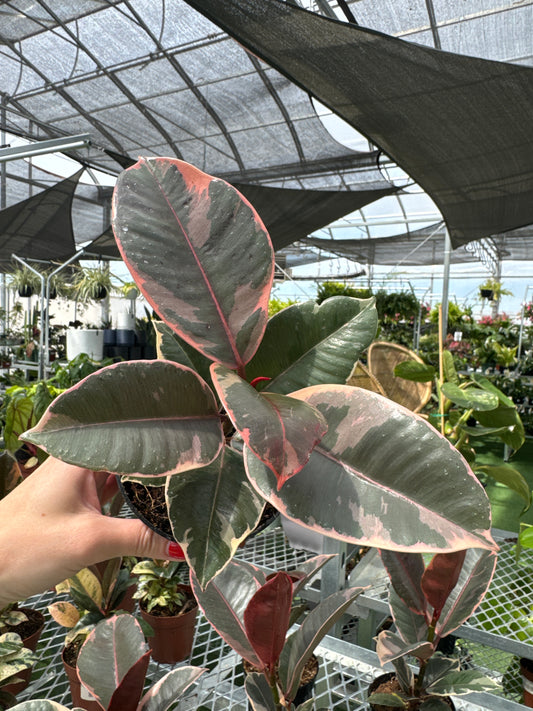 Person holding a large leafy ficus belize plant with a blurred indoor background