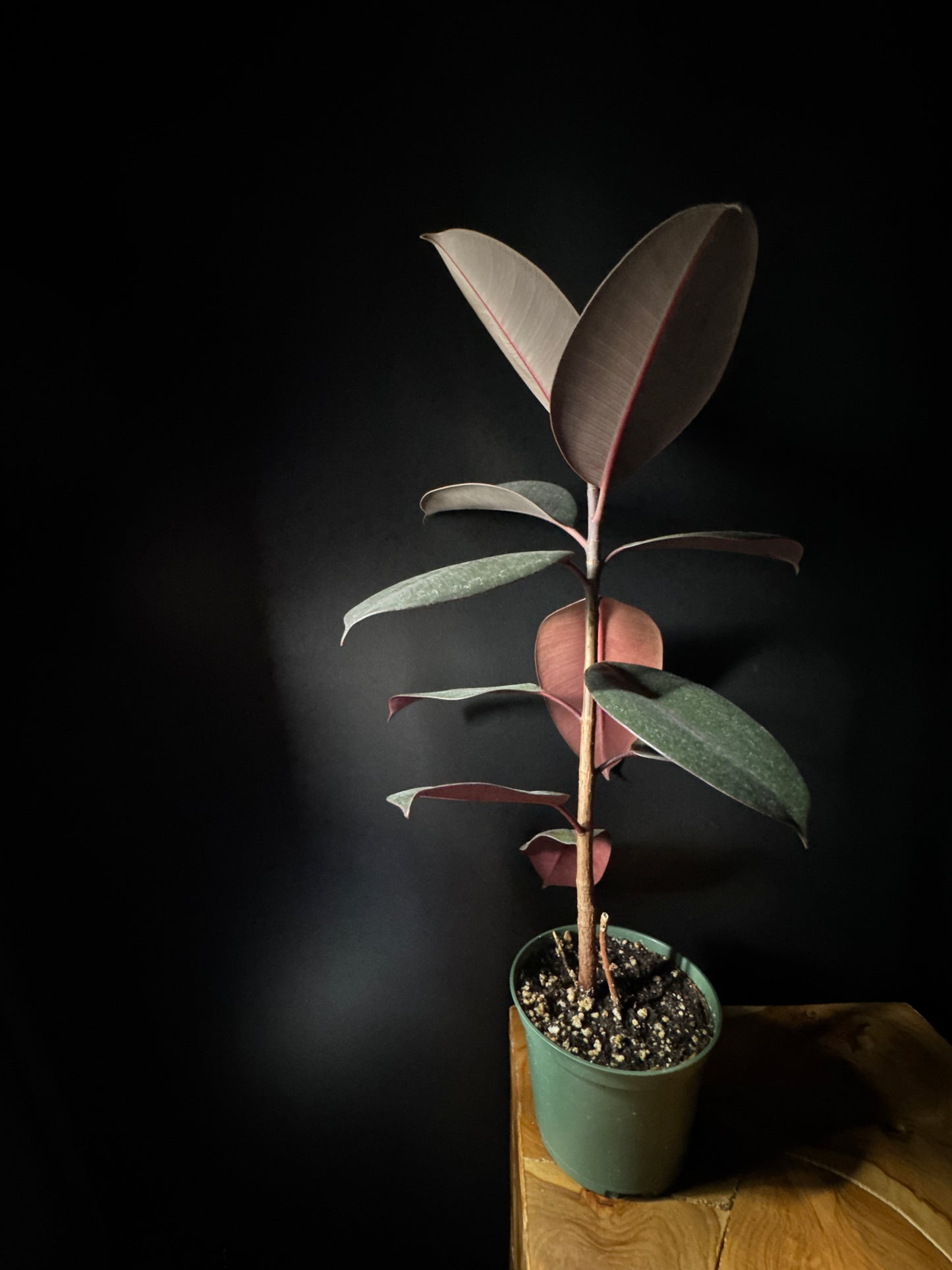 ficus decora burgundy plant resting on wooden surface with dark background