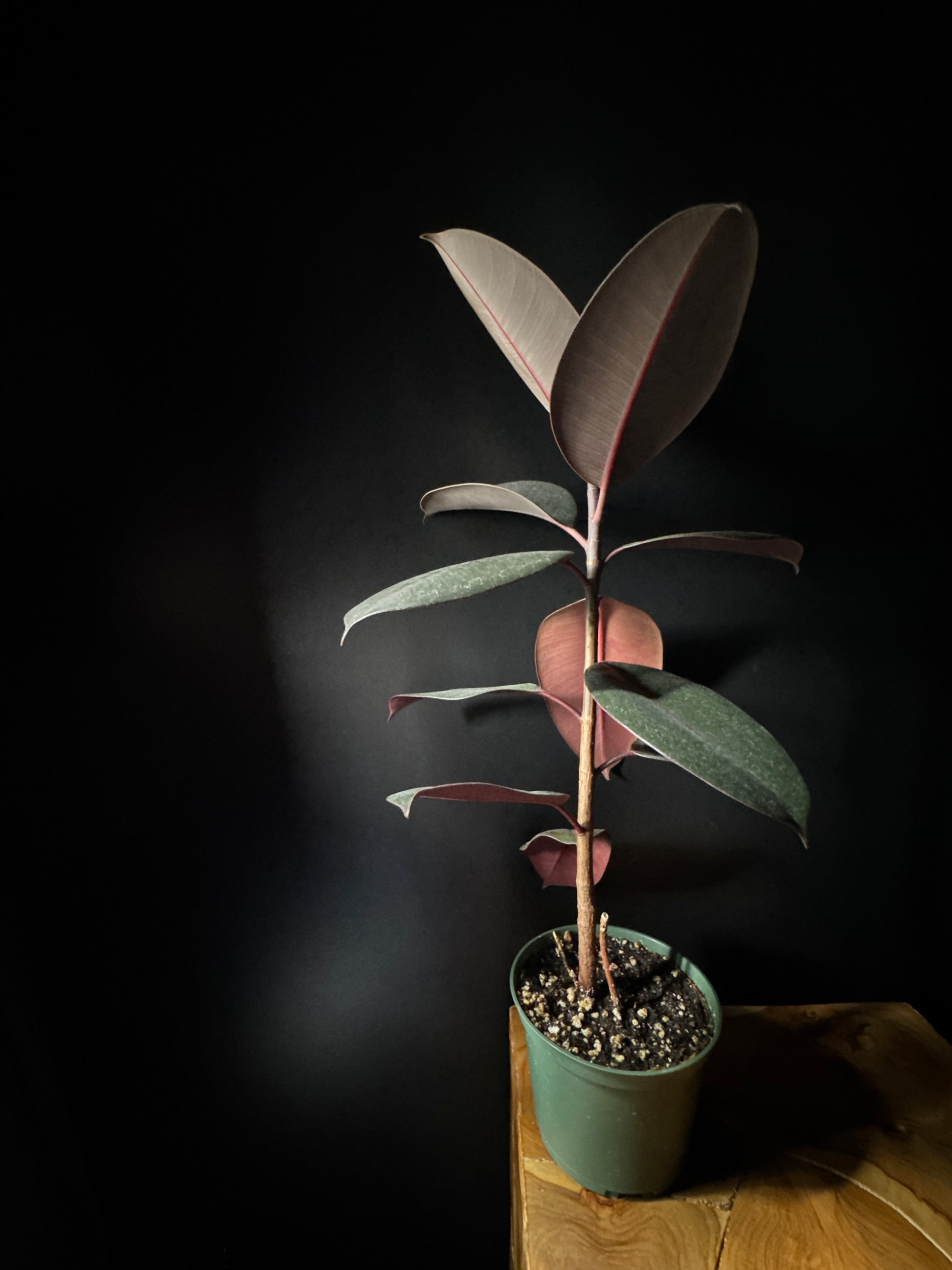 ficus decora burgundy plant resting on wooden surface with dark background