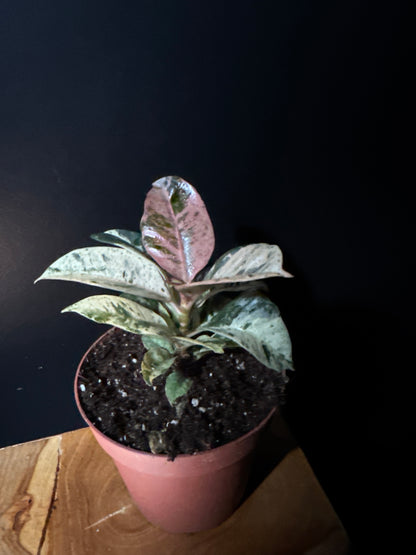 A Ficus Moonshine plant with silvery-green leaves in a 4-inch brown pot, placed against a black background on a wooden surface.