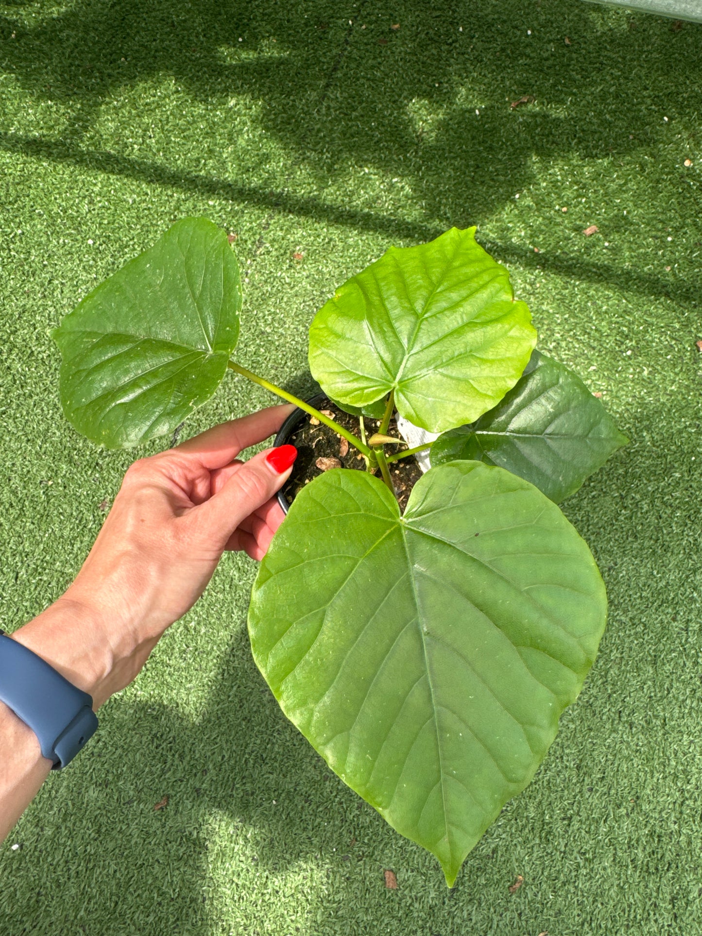 Hand holding a ficus umbellata on a green textured background