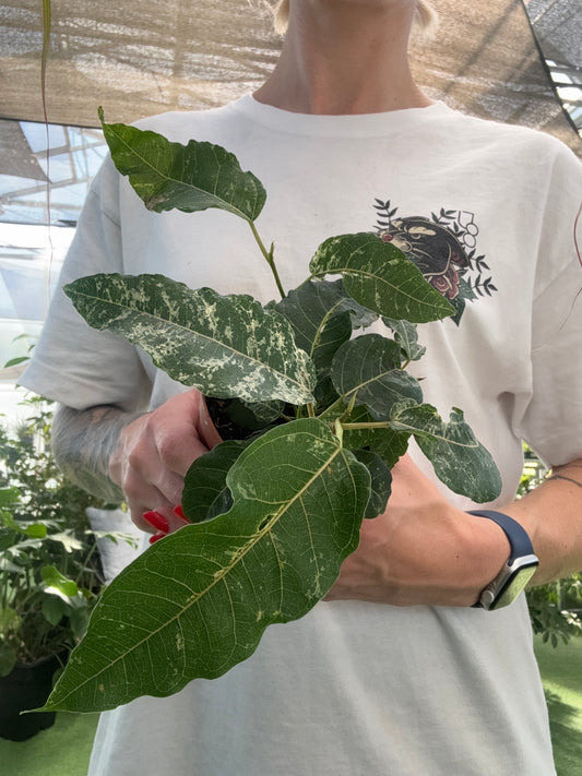 Person holding a potted ficus aspera with a white t-shirt featuring a black design in the background