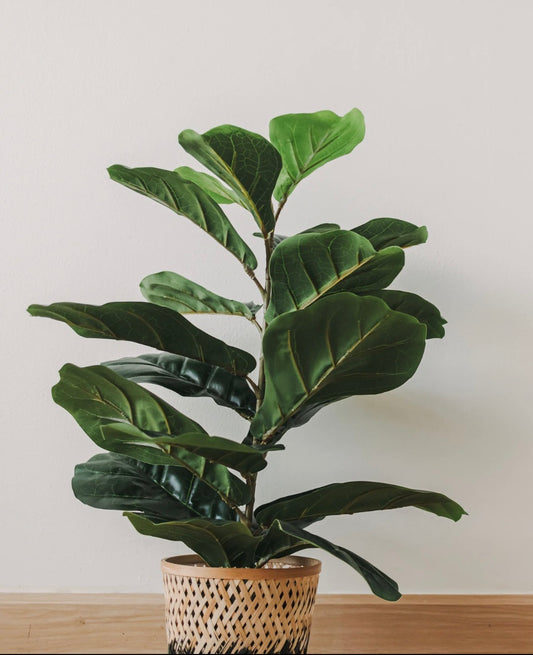 Potted fiddle leaf fig plant on a wooden surface with a plain background