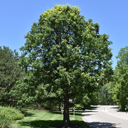Top Gun™ Bur Oak