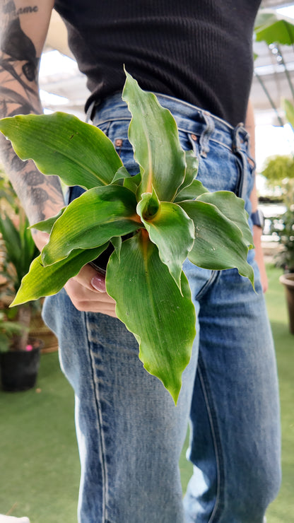 a person holding a fireflash plant in a greenhouse setting 