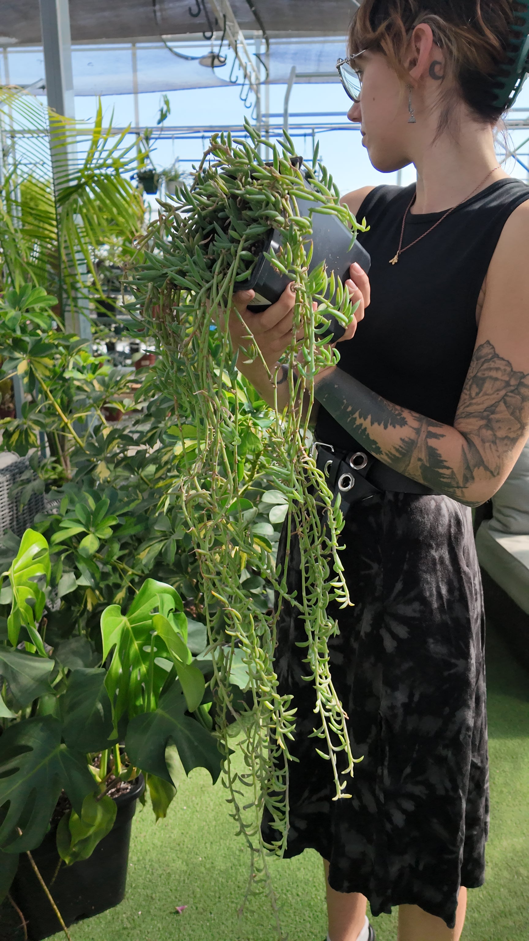 Person holding a large green fish hook plant in a greenhouse