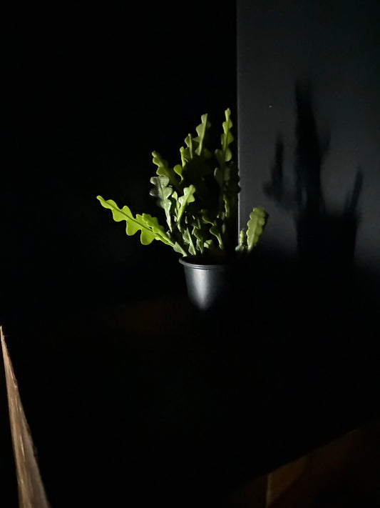 fishbone cactus in black nursery pot on wooden surface against black background