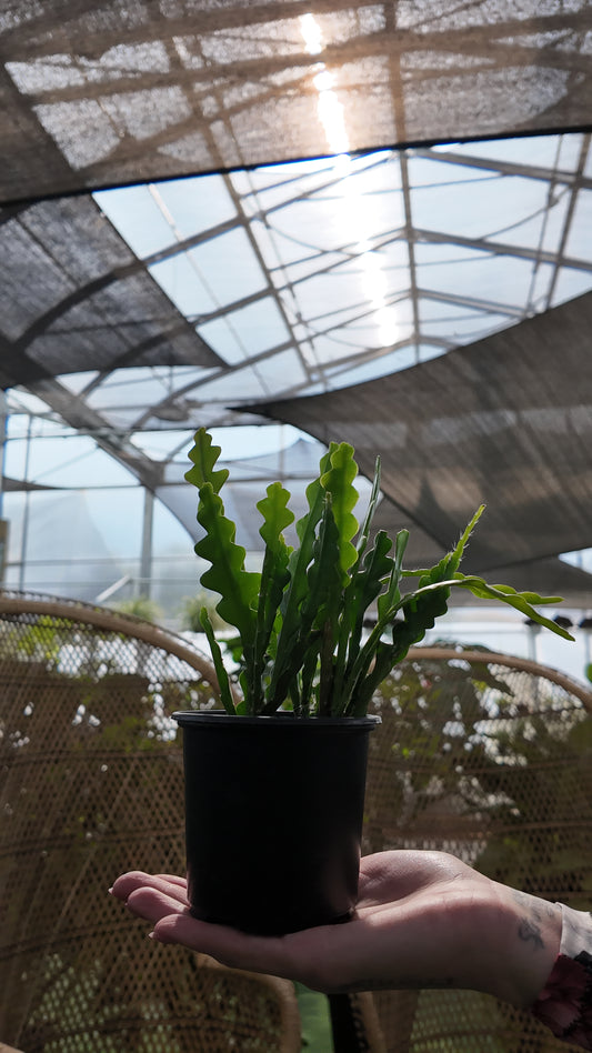 Potted fishbone cactus plant held by a hand with a blurred background