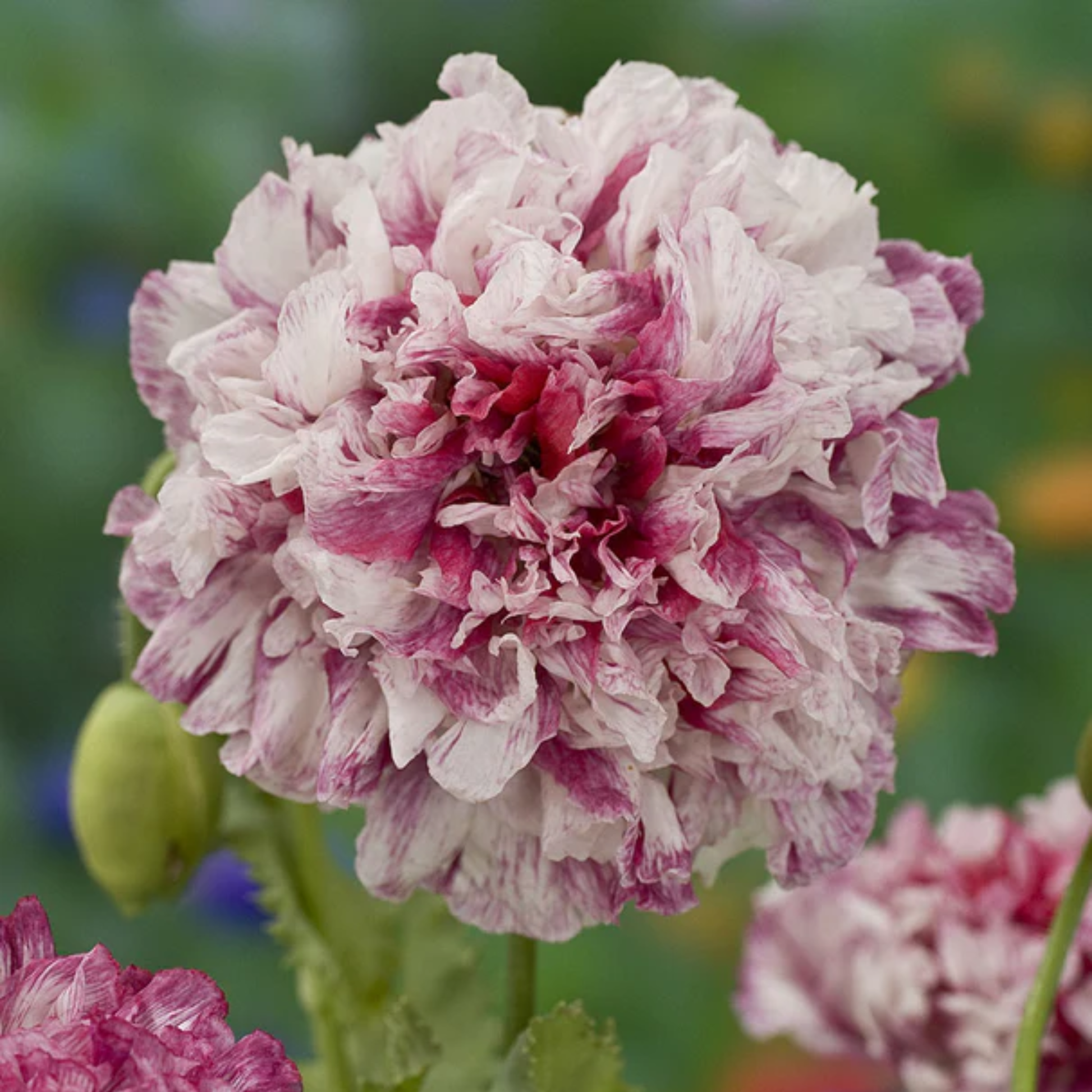 a close up of the pink and white flower of a flemish antique peony poppy