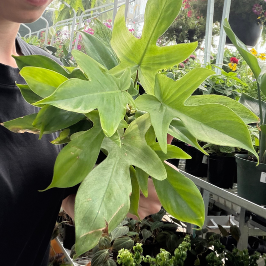 a person holding a green Florida ghost plant in a greenhouse setting