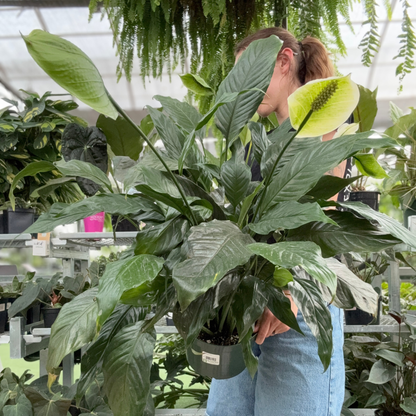 A person in a greenhouse holding a potted peace lily plant with large green leaves and a pale yellow flower. Other plants and shelving are visible in the background.