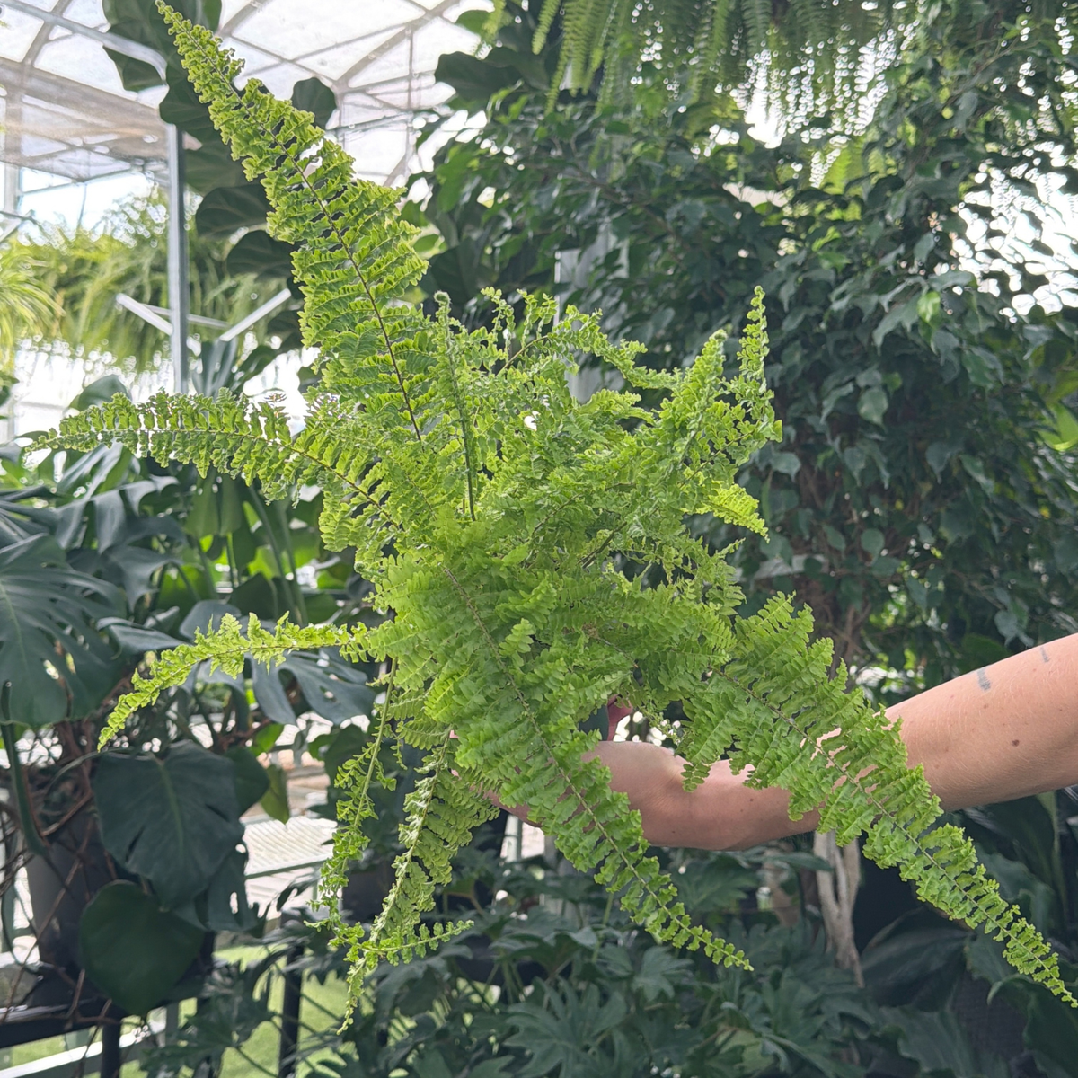 a hand holding a small potted fluffy ruffles fern in a greenhouse setting