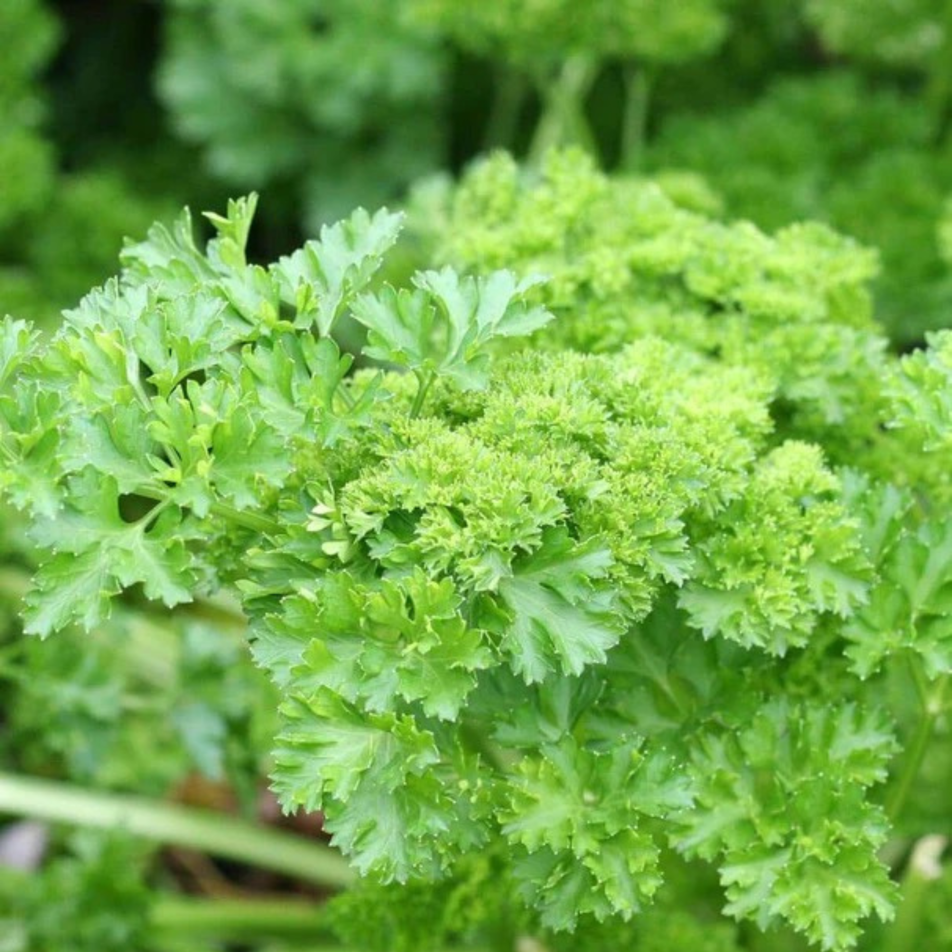 a close up picture of forest green parsley with bright green leaves against a blurred background
