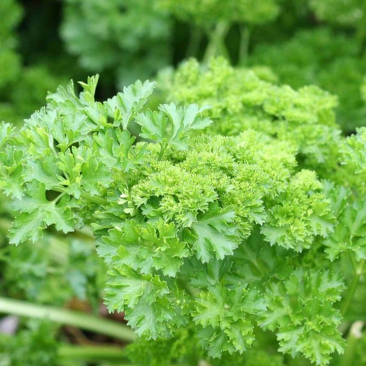 a close up picture of forest green parsley with bright green leaves against a blurred background