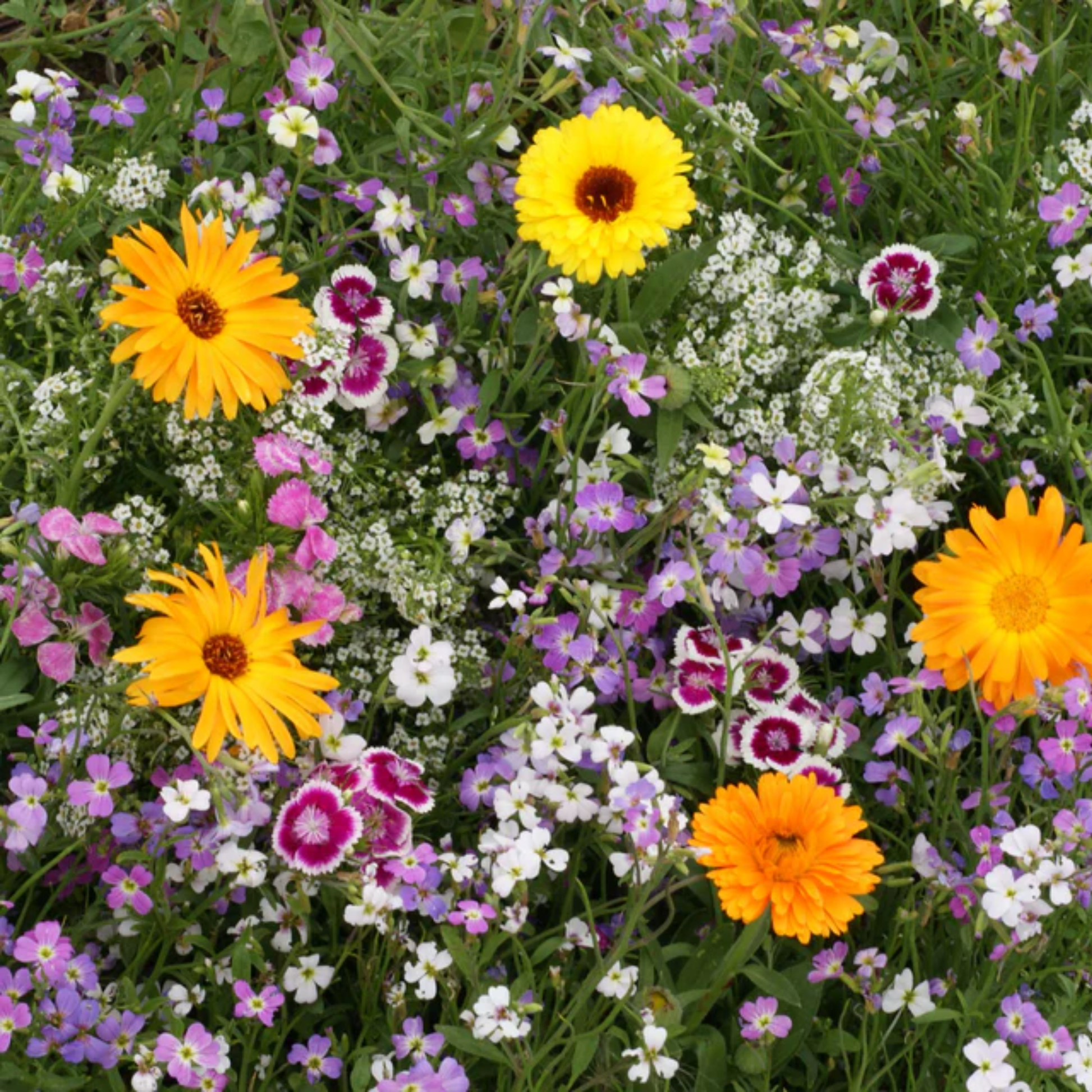 a close up of a patch of brightly coloured flowers 