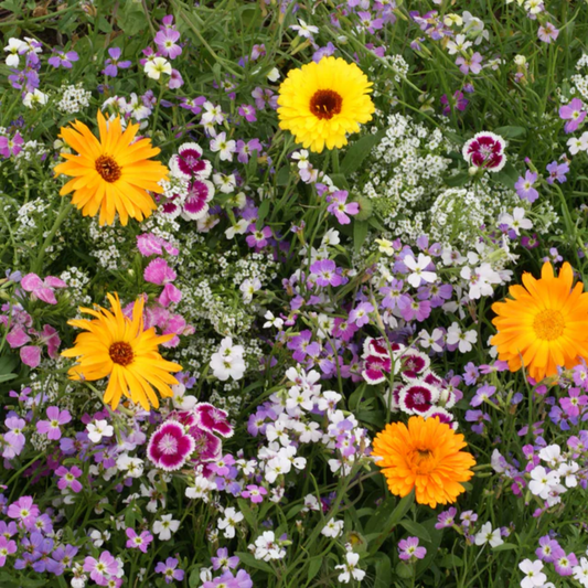 a close up of a patch of brightly coloured flowers 