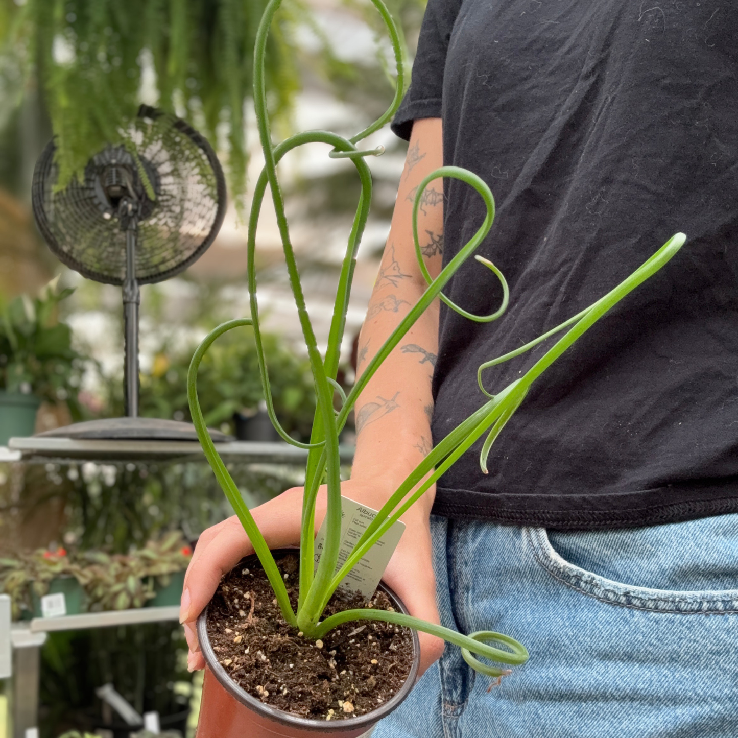 a person holding a potted frizzle sizzle plant with long curly stem like leaves in a greenhouse setting