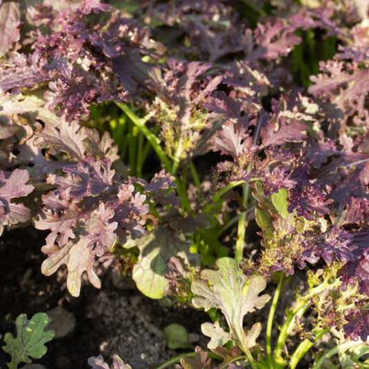 a close up of the purple and green crinkly leaves of a frizzy Lizzy mustard plant
