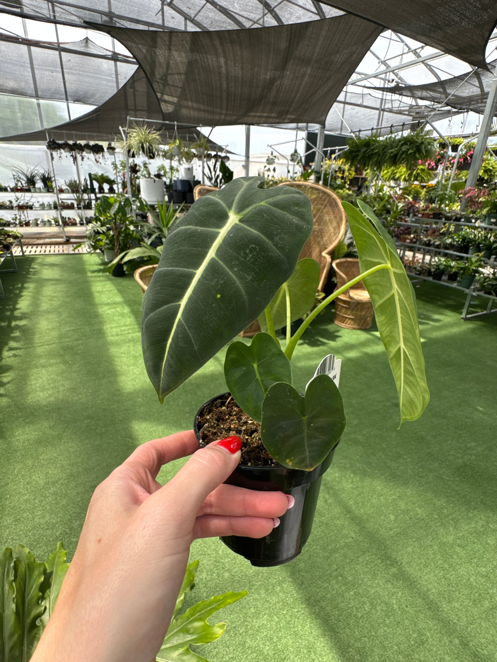 Person holding a alocasia frydek plant pot with greenery in an greenhouse setting