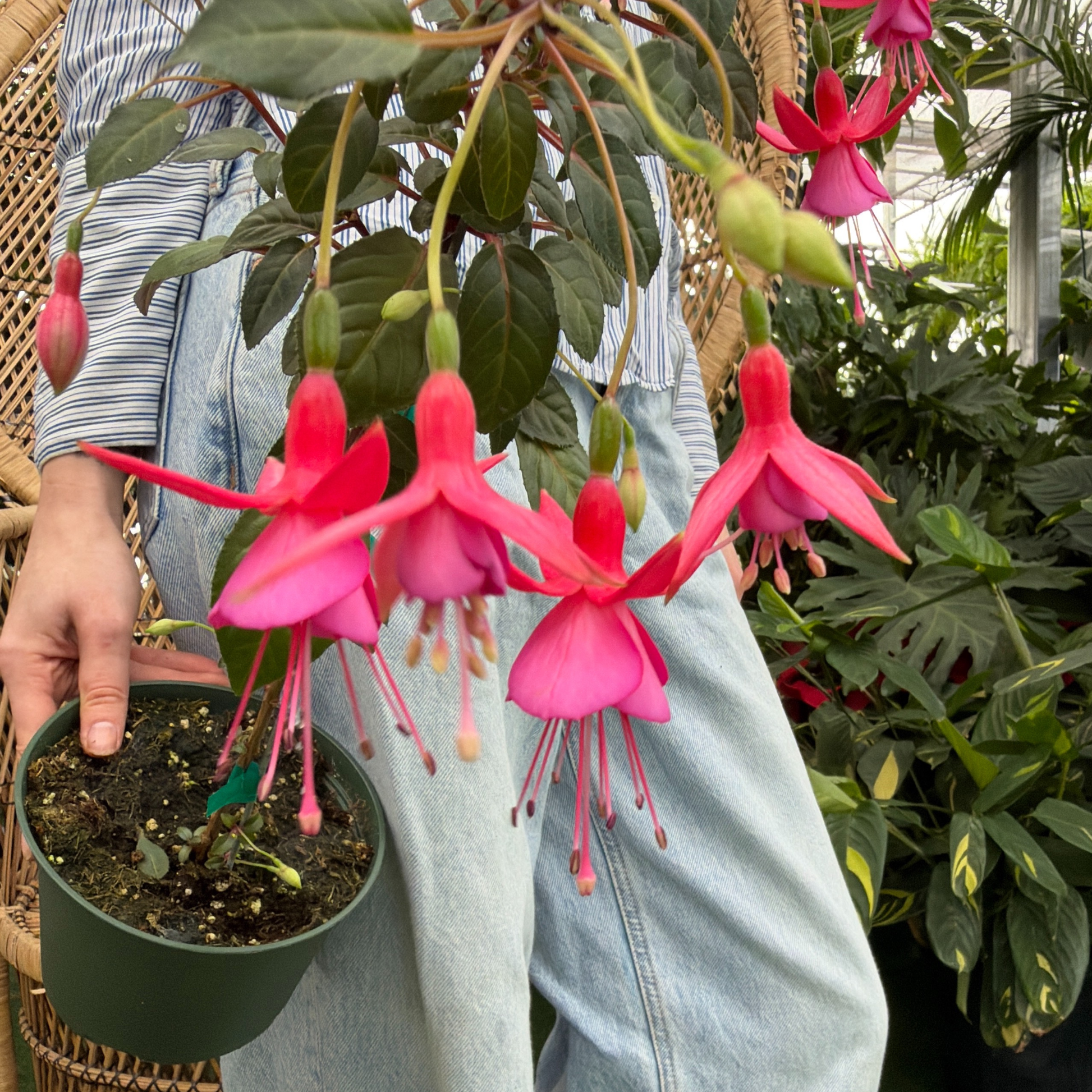 a close up of the bright pi nk flowers of a fuchsia plant