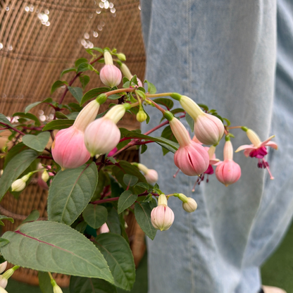 a close up of the pale pink buds of a fuchsia plant