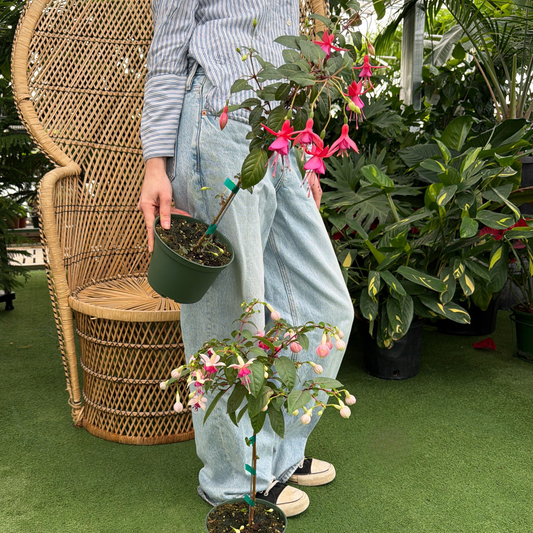 Fuchsia Standard (Fuchsia × hybrida)