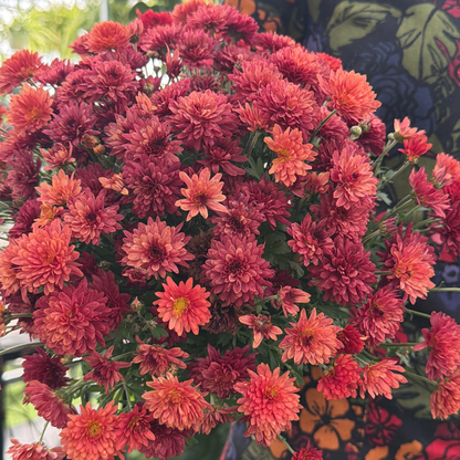 a close up of a person holding a potted garden mum with bright red and orange flowers in a greenhouse setting