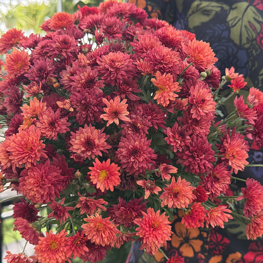 a close up of a person holding a potted garden mum with bright red and orange flowers in a greenhouse setting