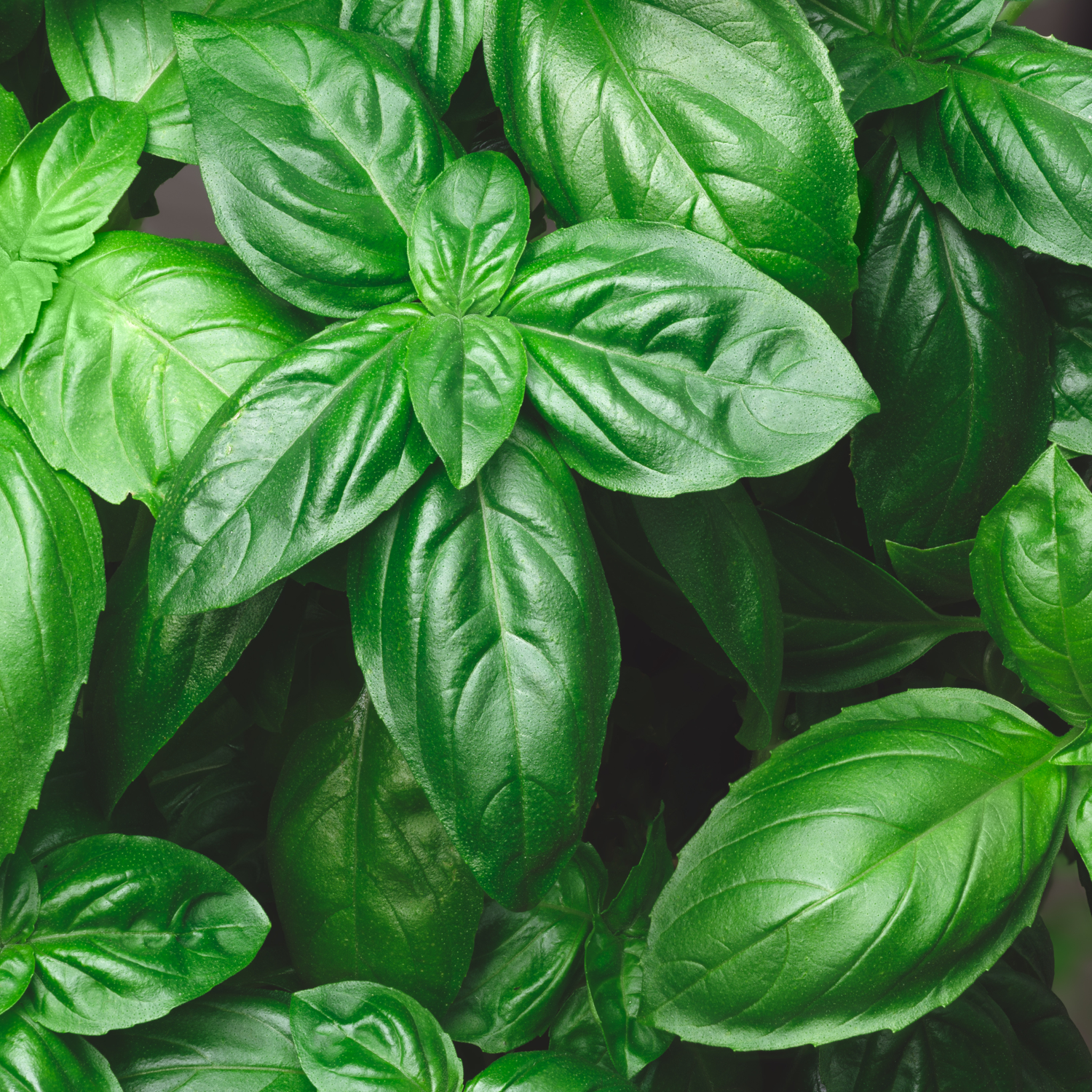 close up of bright green genovese basil leaves