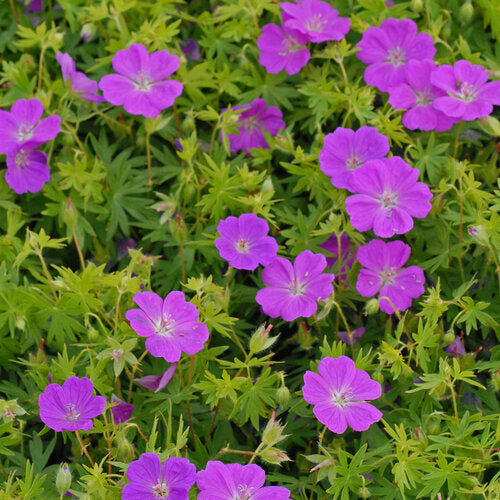 Géranium sanguin