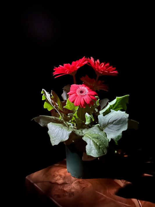 gerbera jamesonii plant with red flowers on wooden surface with a black background