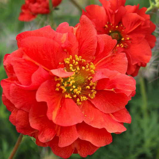 Geum du coucher de soleil flamboyant