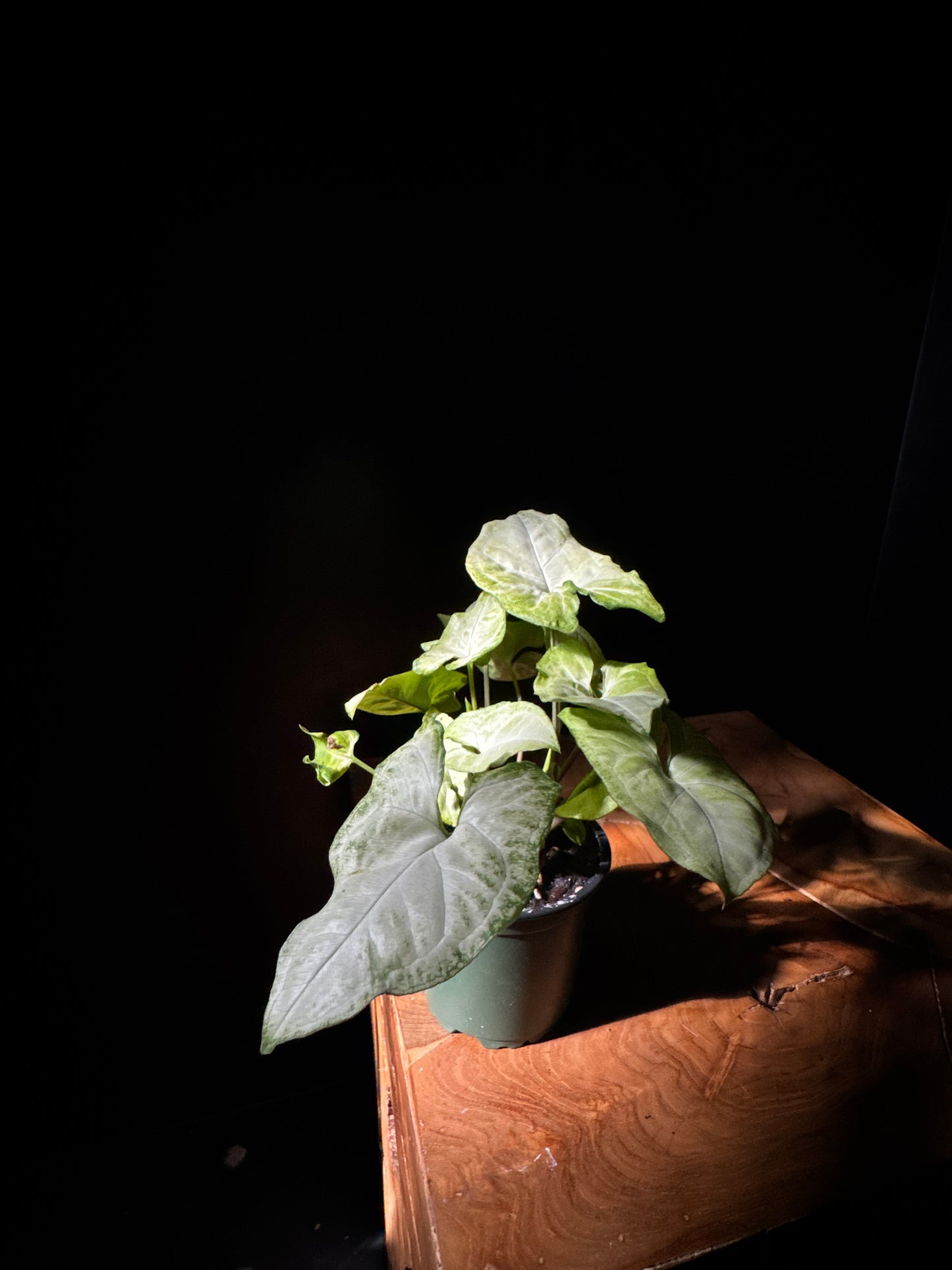 A Nephthytis - Glo Go plant with glossy green leaves and delicate white veining, placed in a pot.