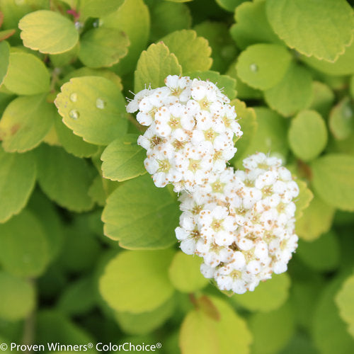 Glow Girl® Birchleaf Spirea (PW)