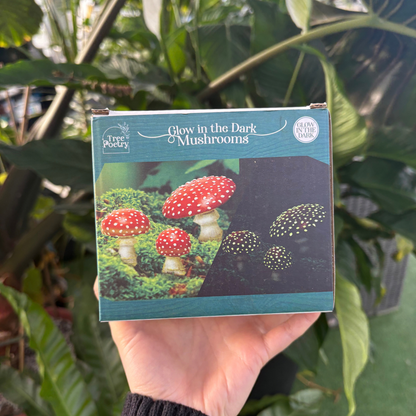 a person holding a cardboard package labeled glow in the dark mushrooms with an image of three red capped mushrooms amongst moss
